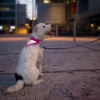 Brit Collar with reflective scarf&leash_pink_269 Kč